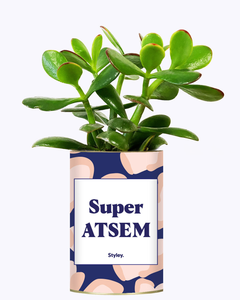 Super ATSEM - Cactus