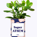 Super ATSEM - Cactus