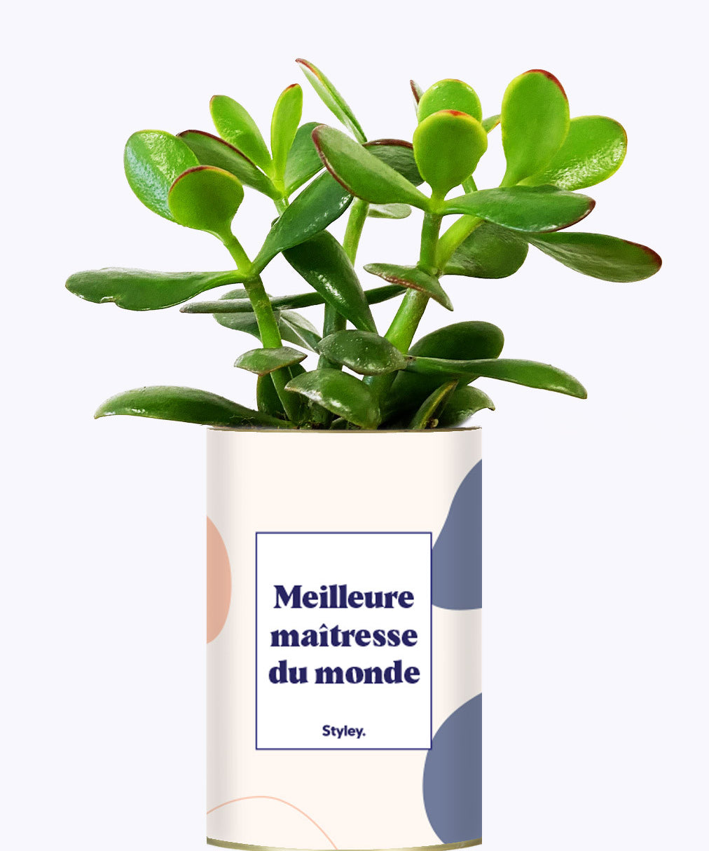 Meilleure maîtresse du monde - Cactus