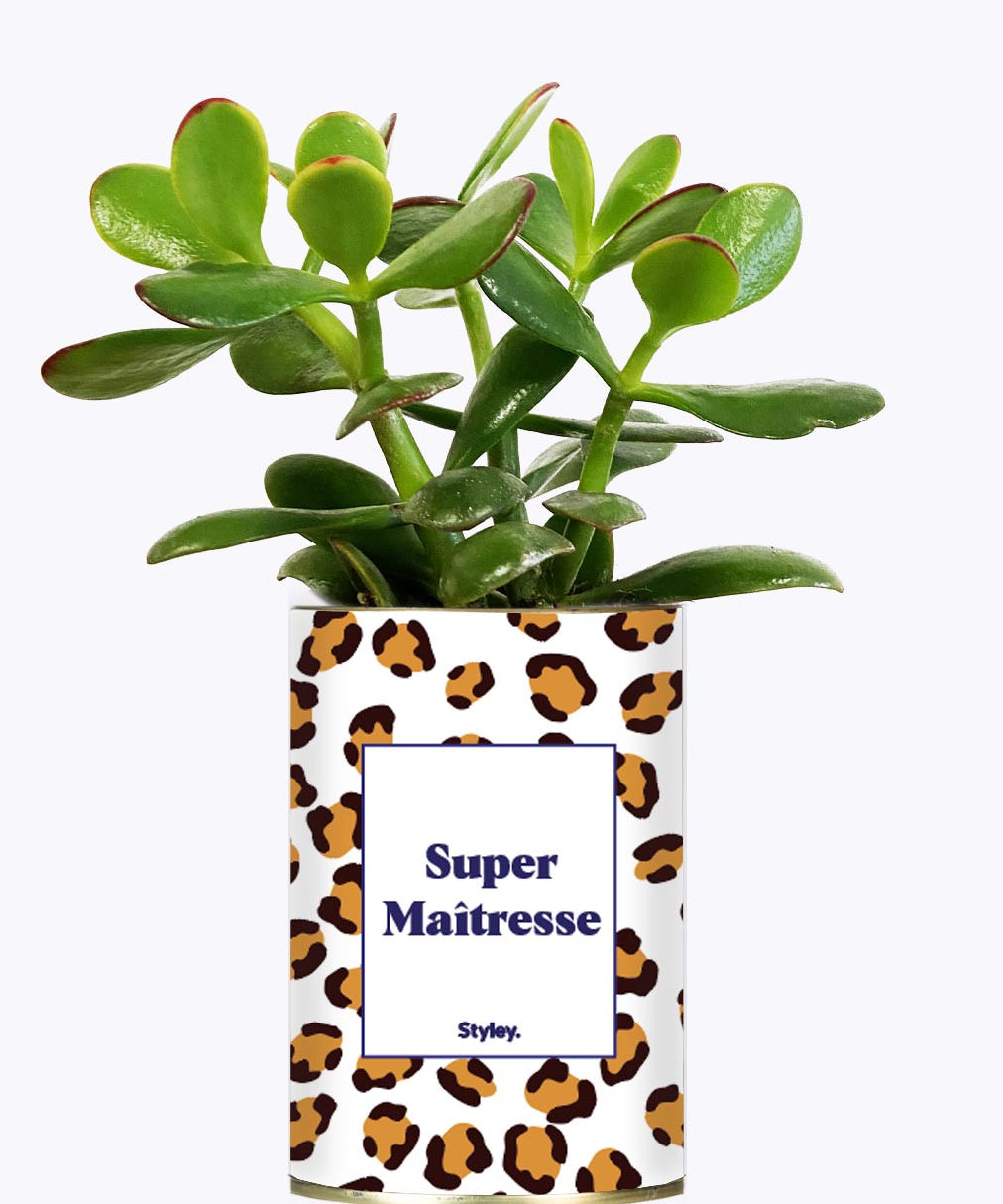 Super Maîtresse - Cactus