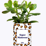 Super Maîtresse - Cactus