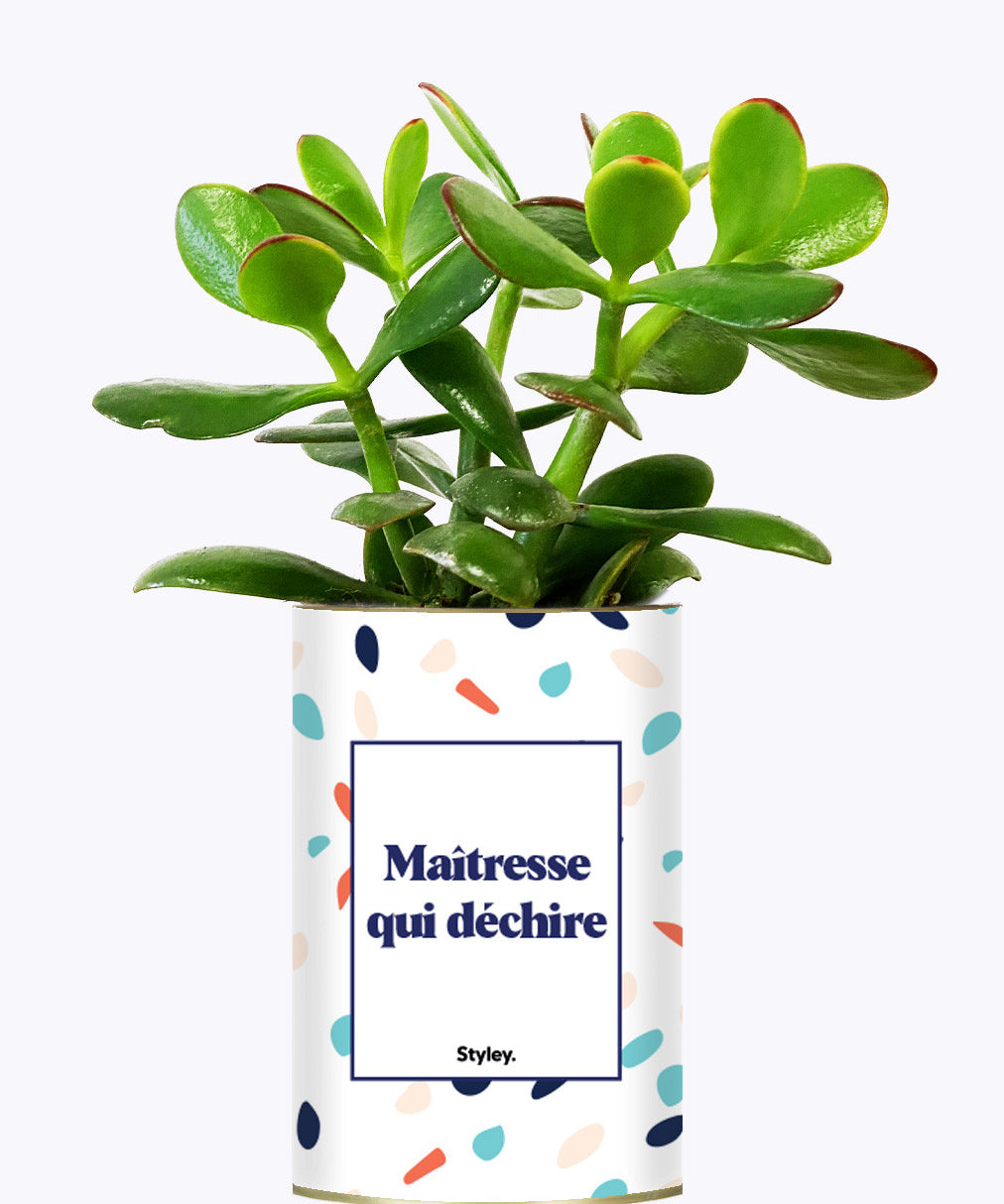 Maîtresse qui déchire - Cactus