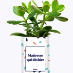 Maîtresse qui déchire - Cactus