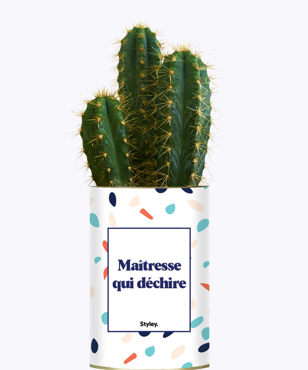Maîtresse qui déchire - Cactus