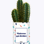 Maîtresse qui déchire - Cactus