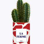 LA FERME - Cactus