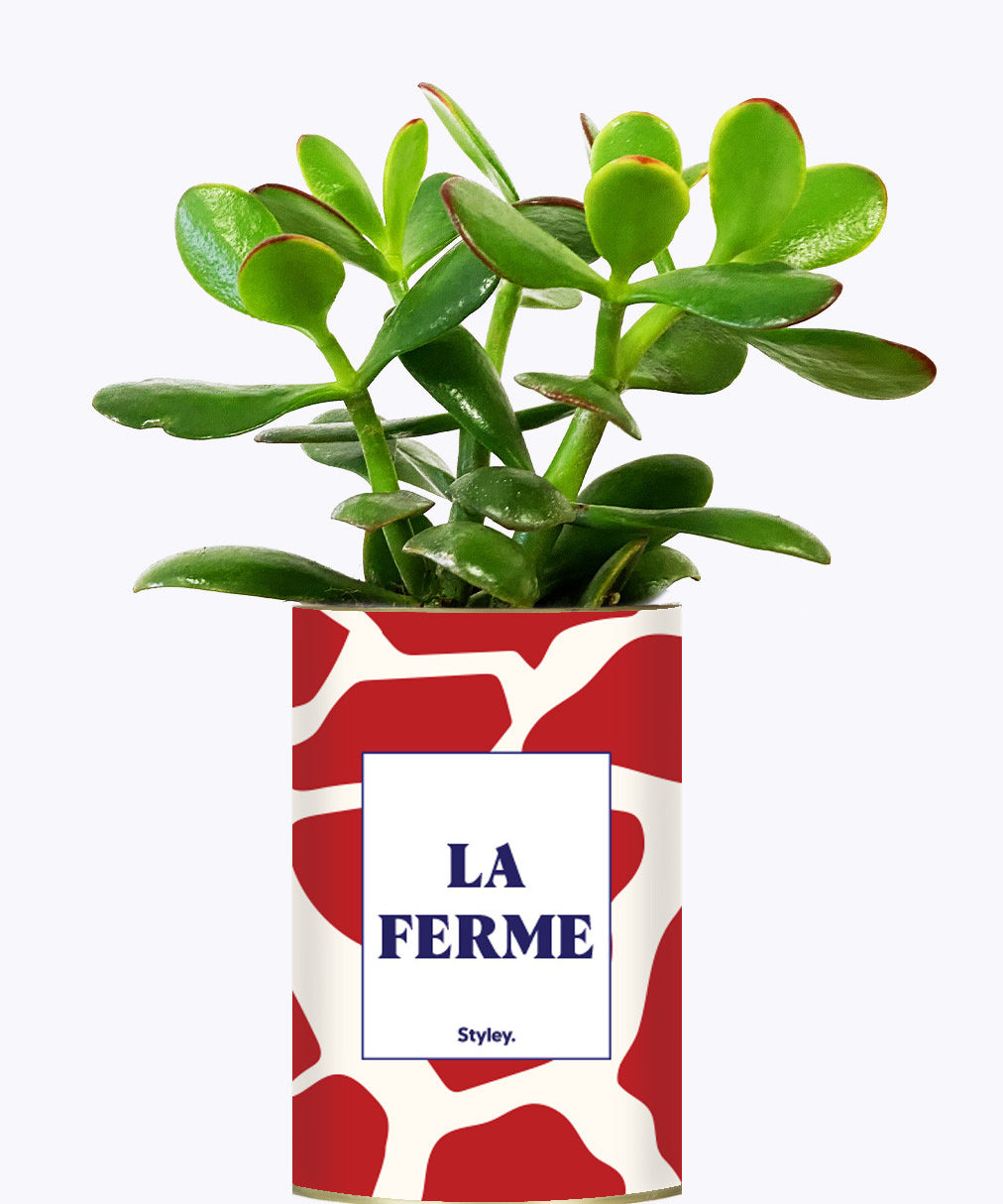 LA FERME - Cactus