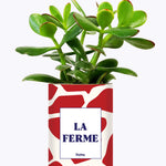 LA FERME - Cactus