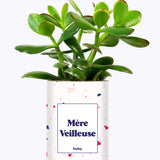 Mère Veilleuse - Cactus