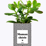 Maman Chérie - Cactus