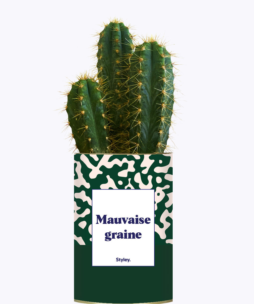 Mauvaise Graine - Cactus
