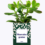 Mauvaise Graine - Cactus