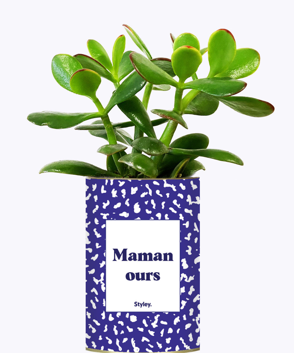 Maman ours - Cactus