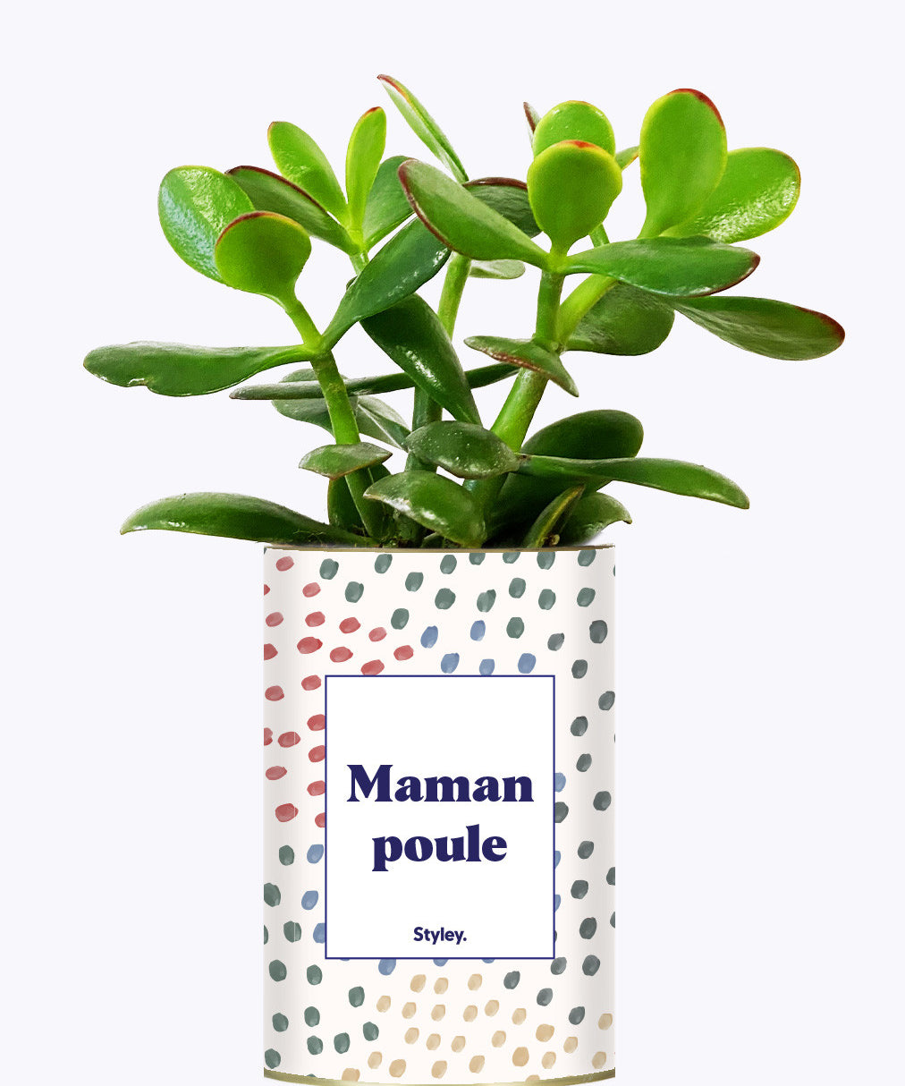 Maman poule - Cactus