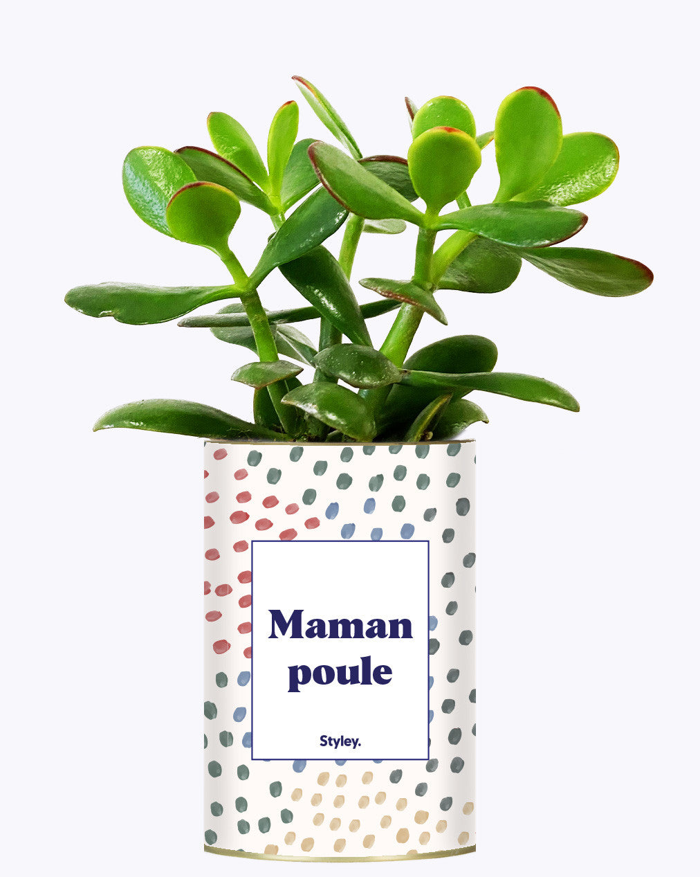 Maman poule - Cactus