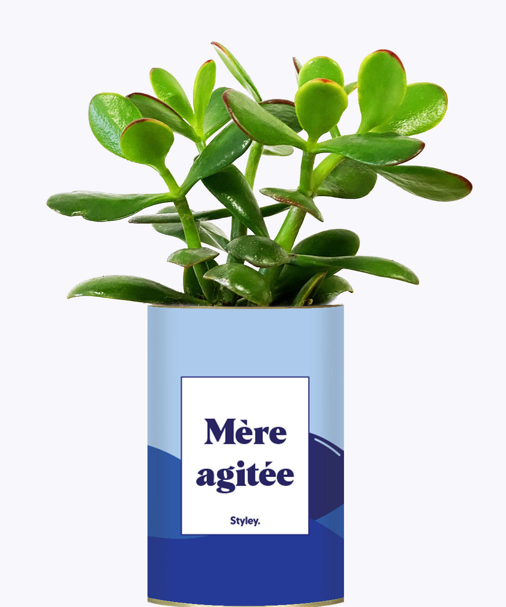 Mère agitée - Cactus