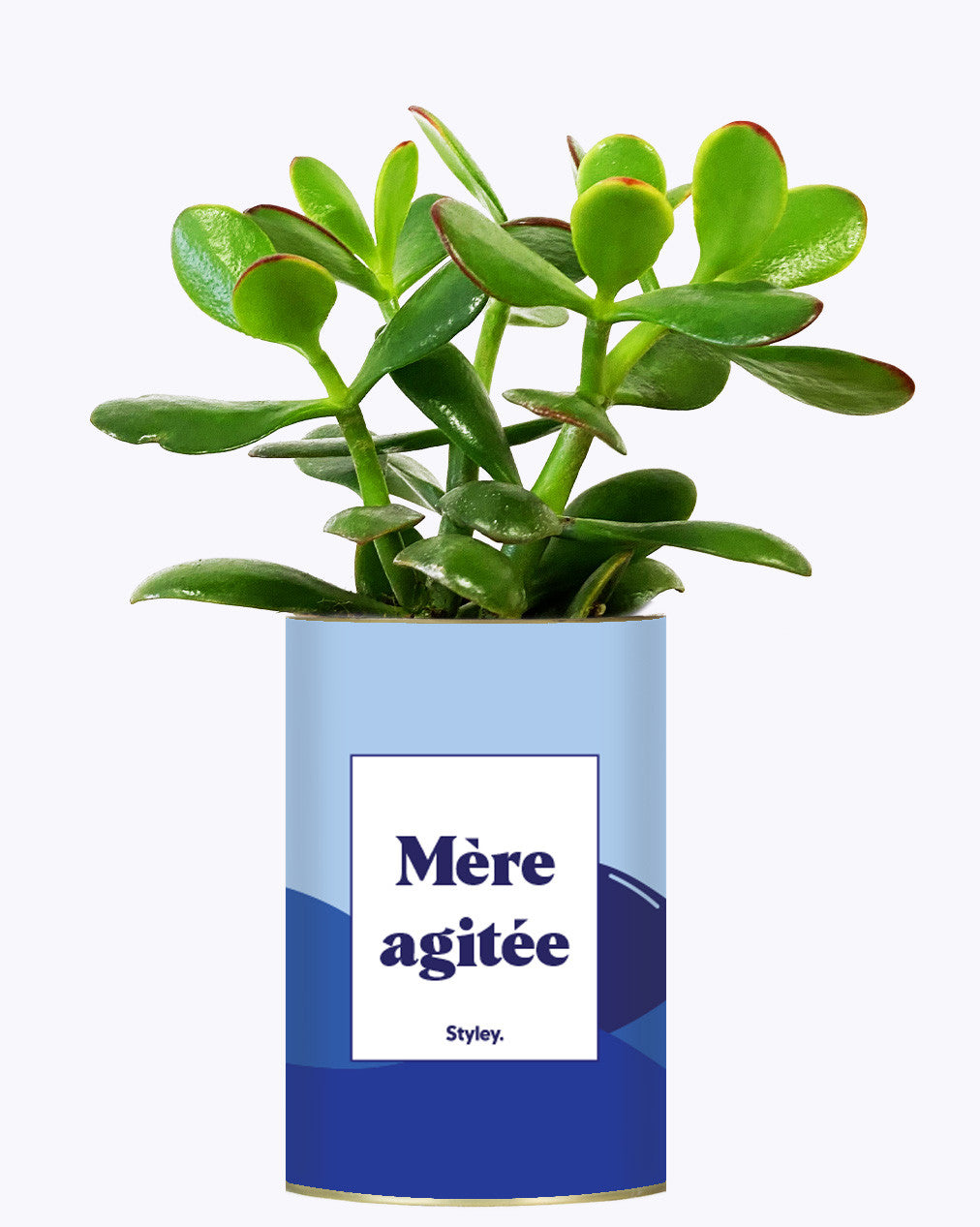 Mère agitée - Cactus