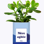 Mère agitée - Cactus