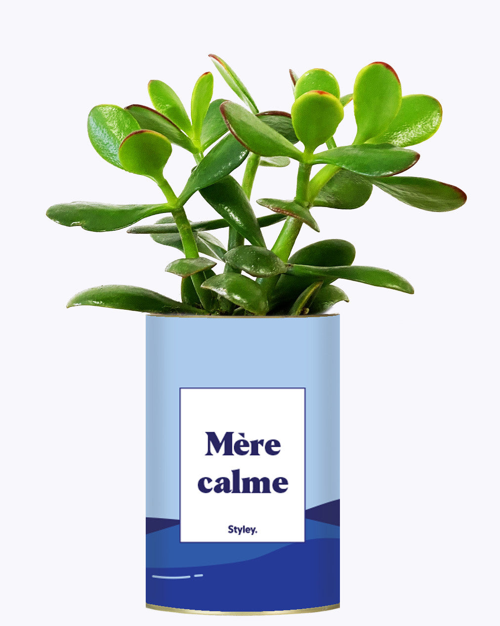 Mère calme - Cactus