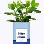 Mère calme - Cactus