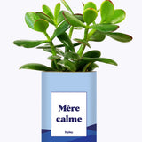 Mère calme - Cactus