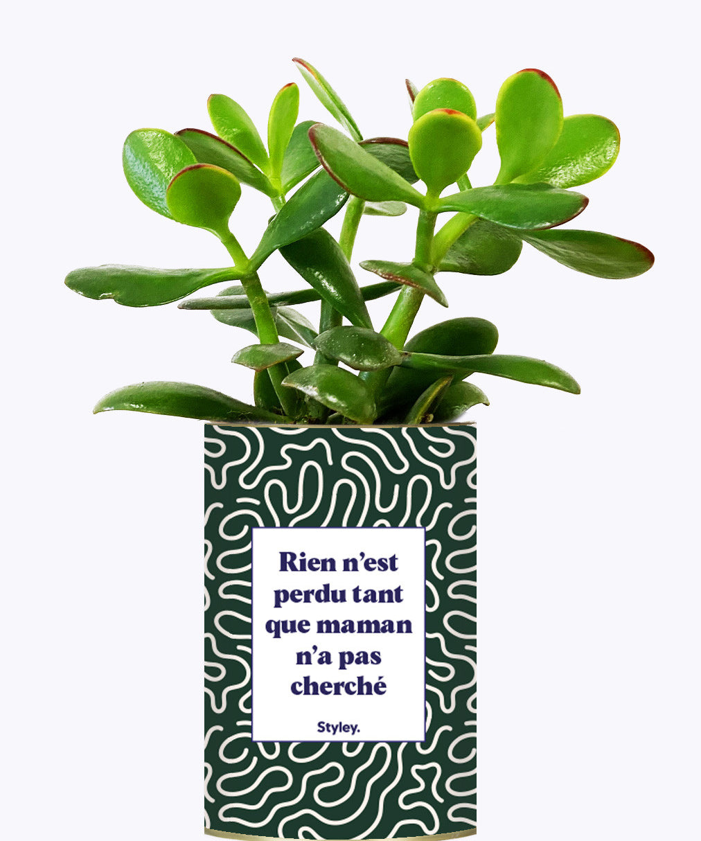 Rien n'est perdu tant que maman n'a pas cherché - Cactus