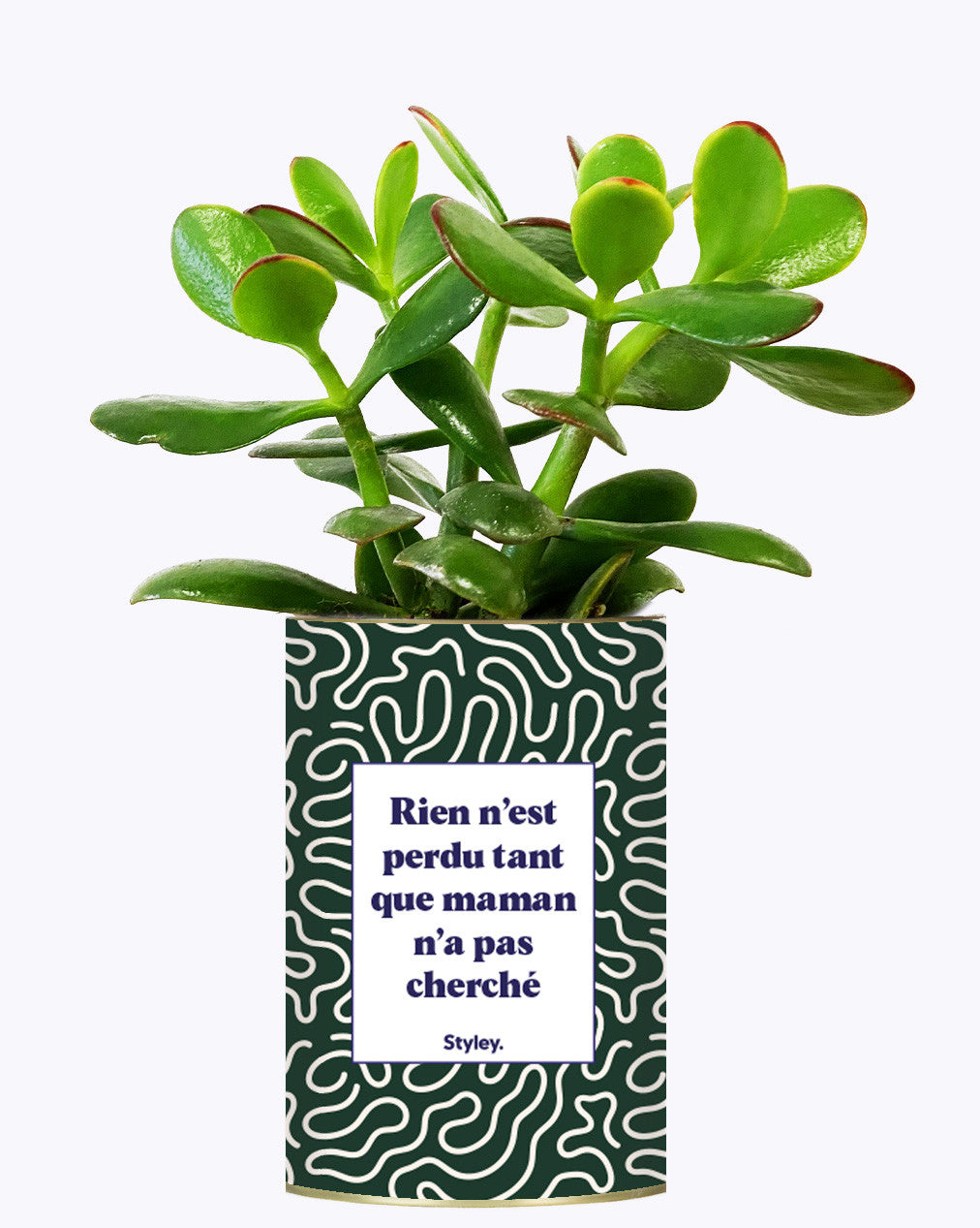 Rien n'est perdu tant que maman n'a pas cherché - Cactus