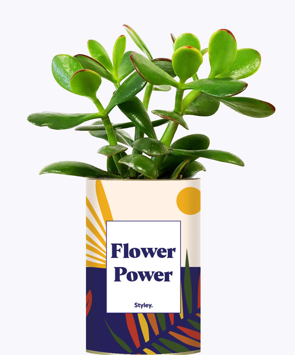 Flower Power - Cactus