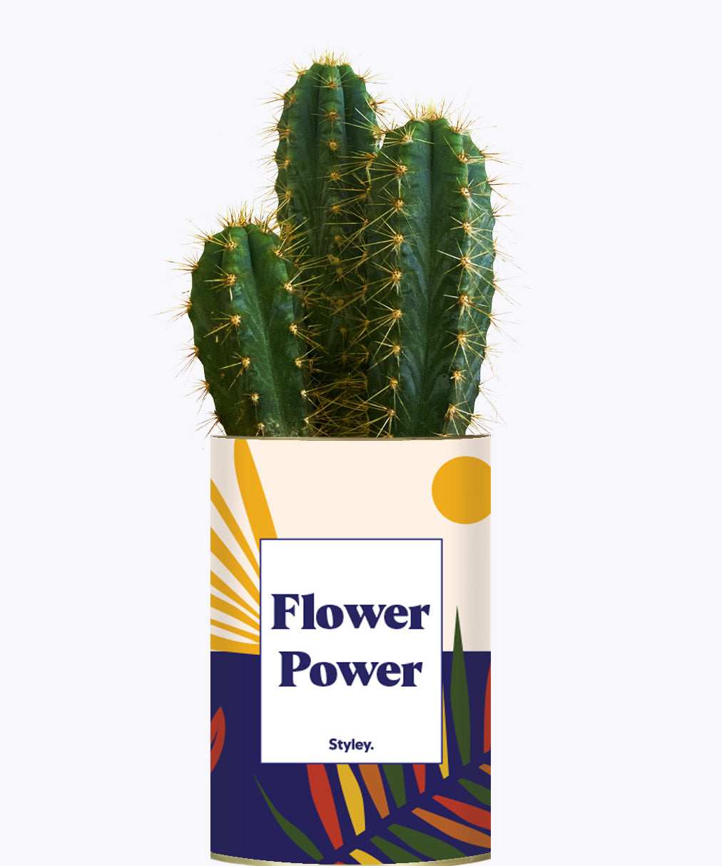 Flower Power - Cactus