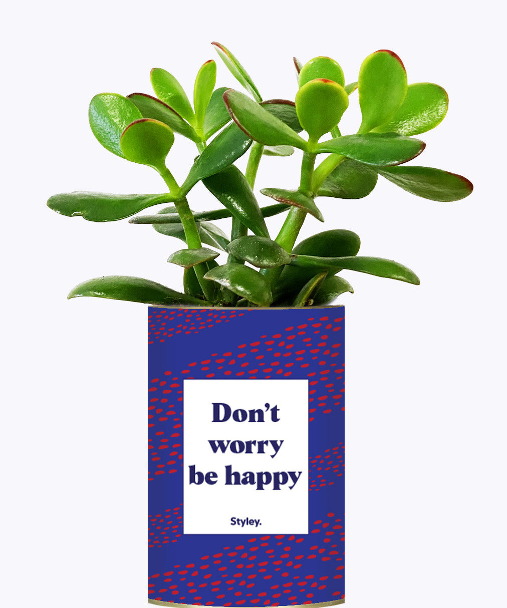 Don't worry be happy - Cactus
