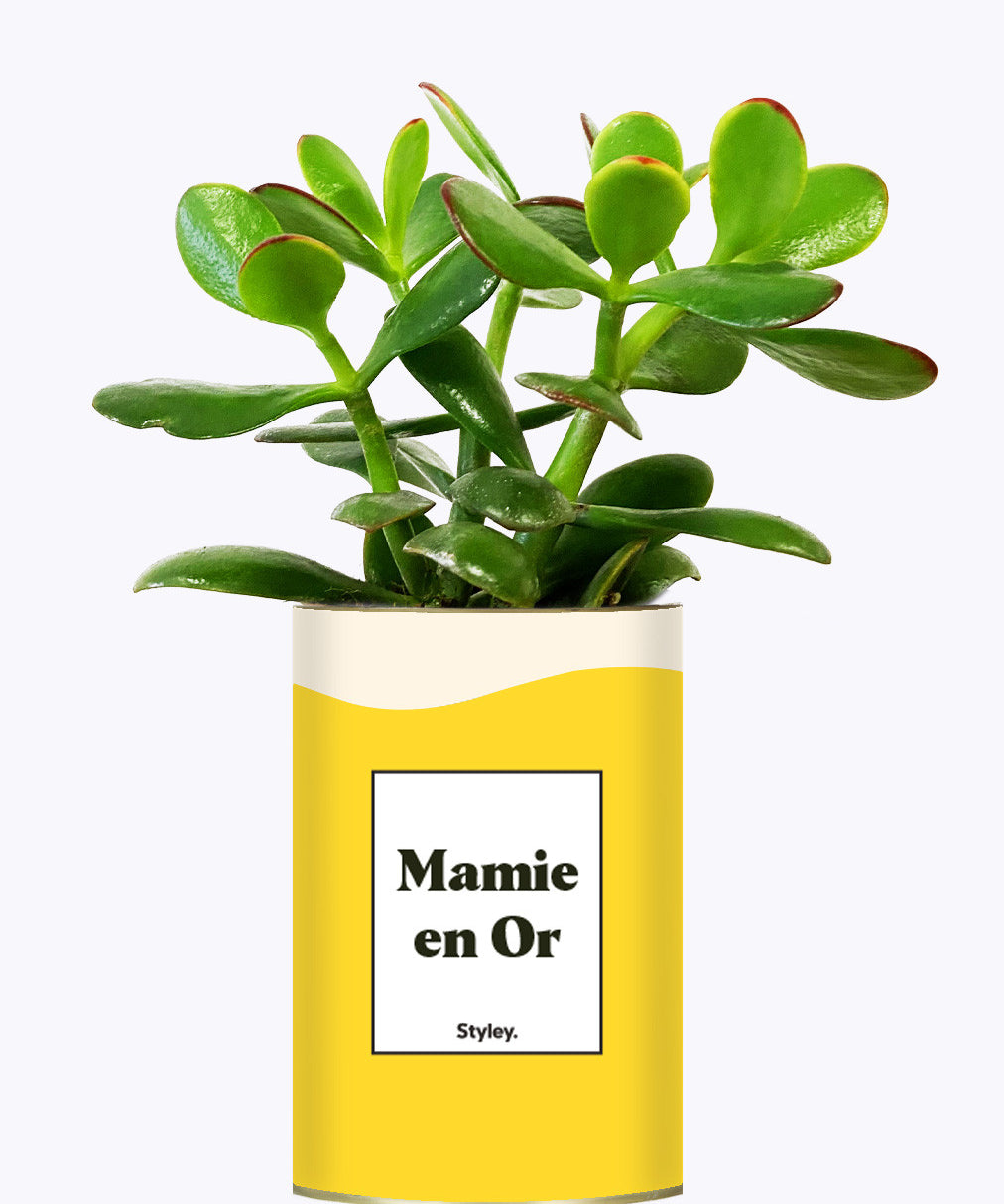 Mamie en Or - Cactus