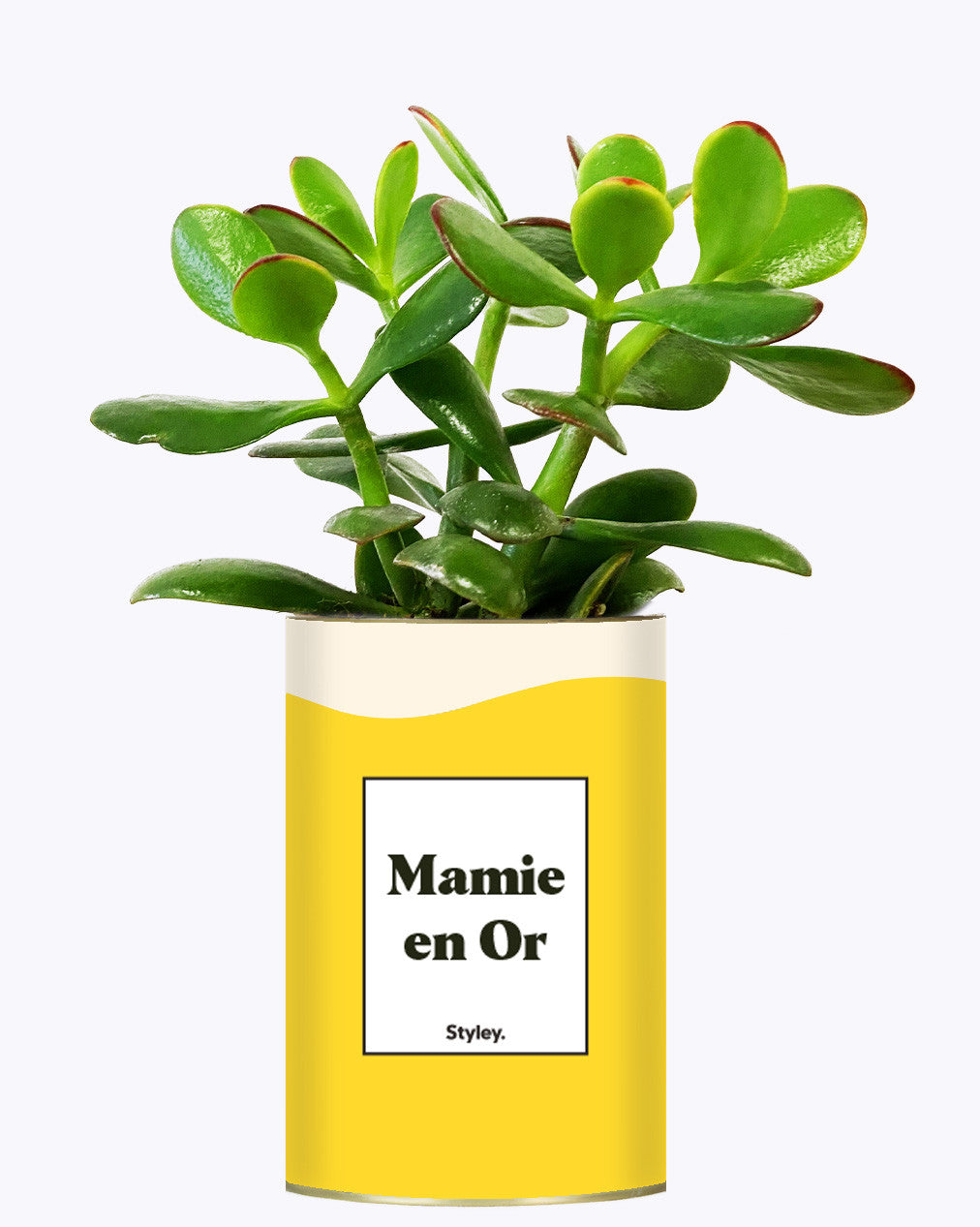 Mamie en Or - Cactus