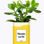 Mamie en Or - Cactus