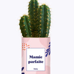 Mamie parfaite - Cactus