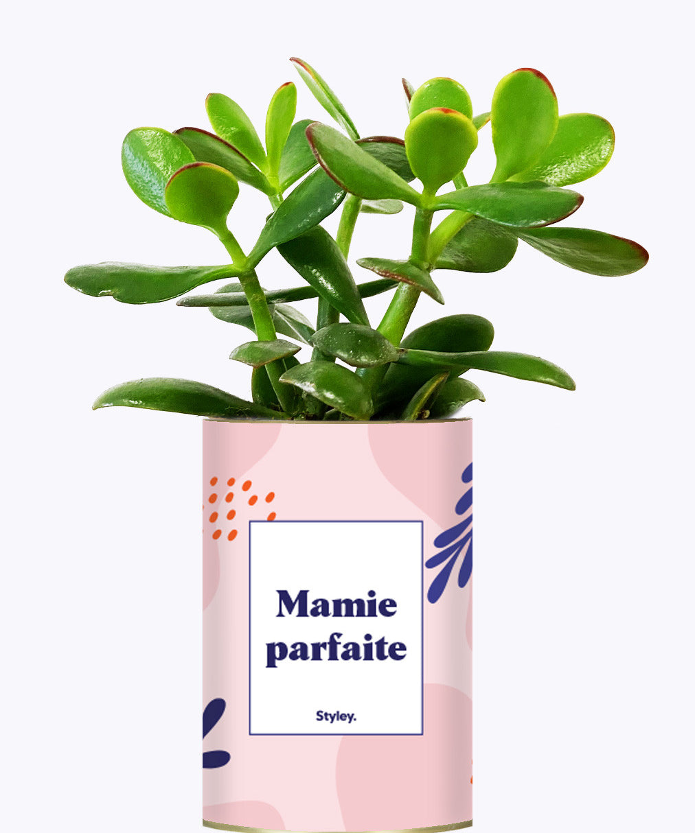Mamie parfaite - Cactus