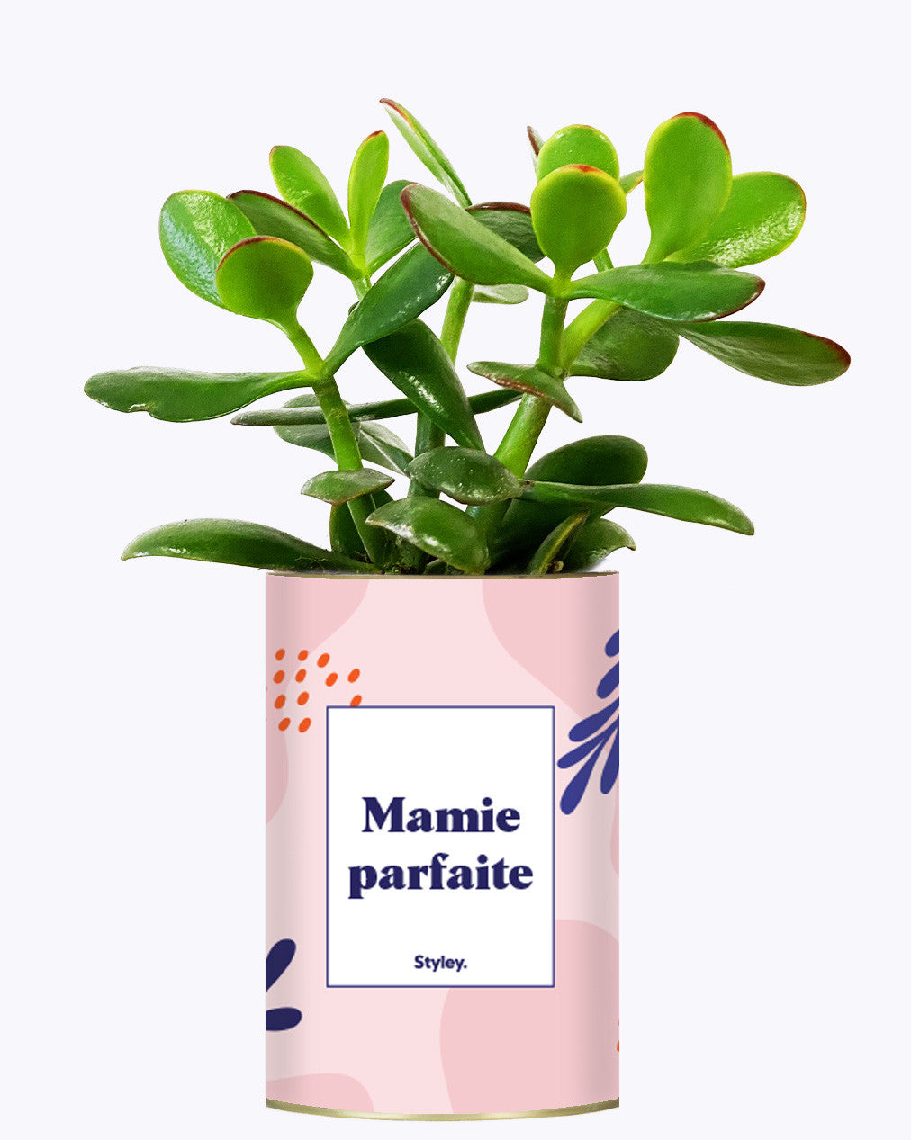 Mamie parfaite - Cactus