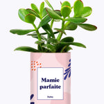 Mamie parfaite - Cactus