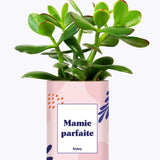Mamie parfaite - Cactus
