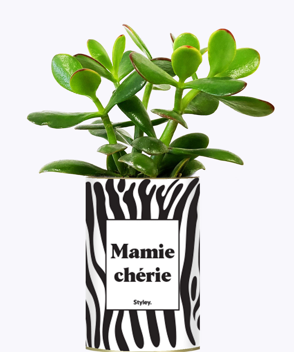 Mamie chérie - Cactus