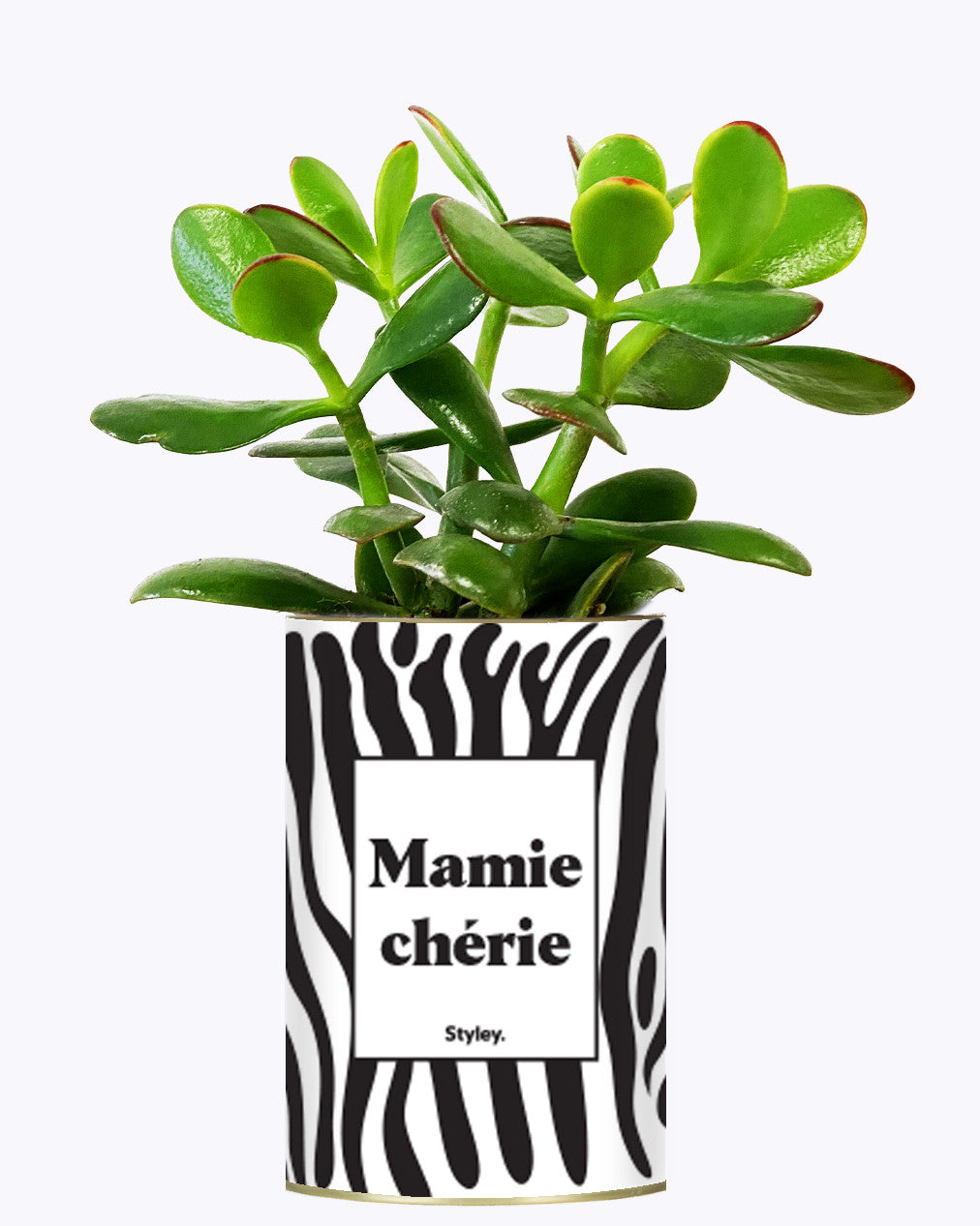 Mamie chérie - Cactus