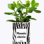 Mamie chérie - Cactus