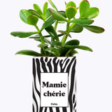 Mamie chérie - Cactus