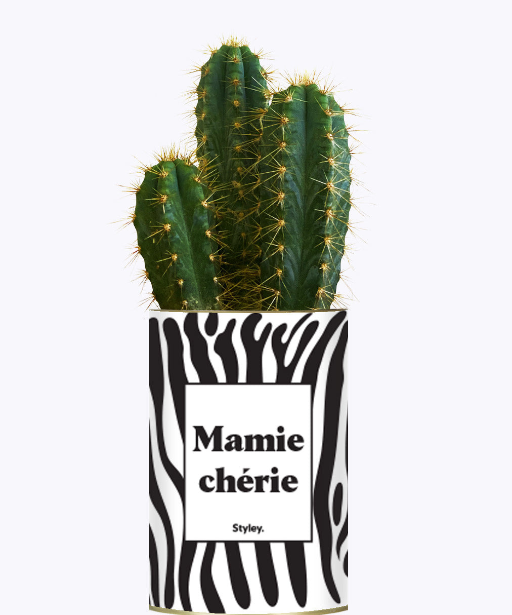 Mamie chérie - Cactus