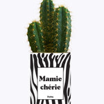 Mamie chérie - Cactus