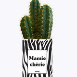 Mamie chérie - Cactus