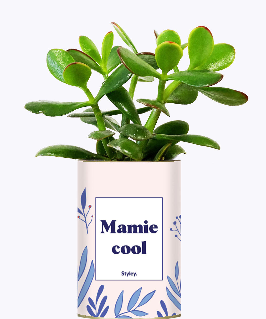 Mamie cool - Cactus