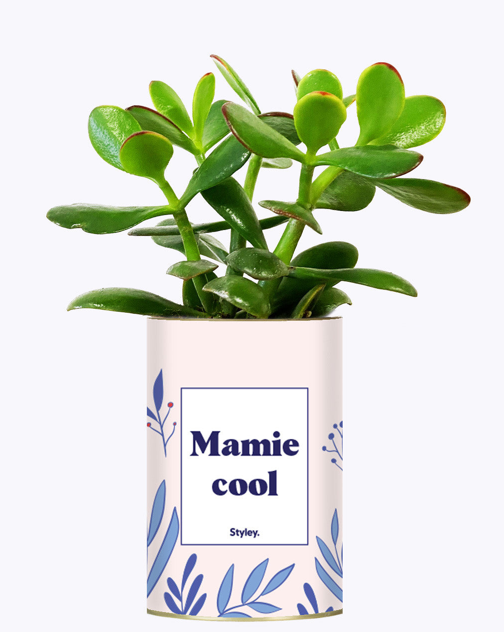 Mamie cool - Cactus