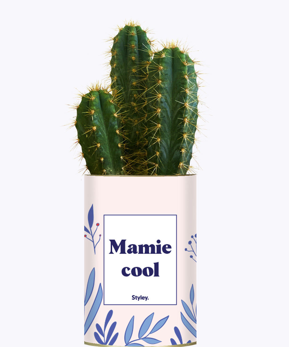 Mamie cool - Cactus