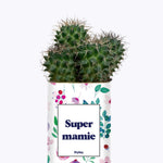 Super mamie - Cactus