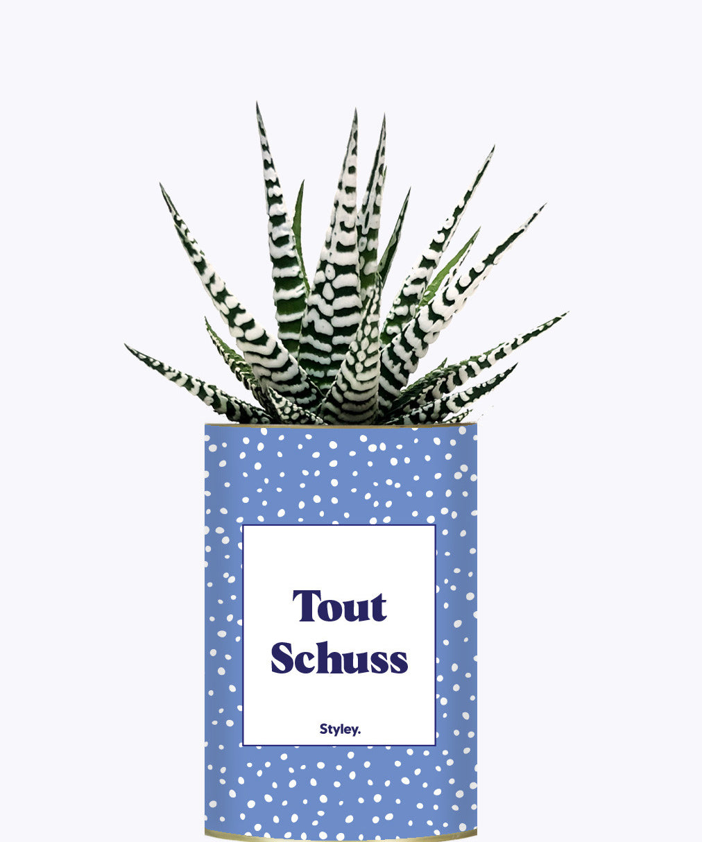 Tout Schuss - Cactus
